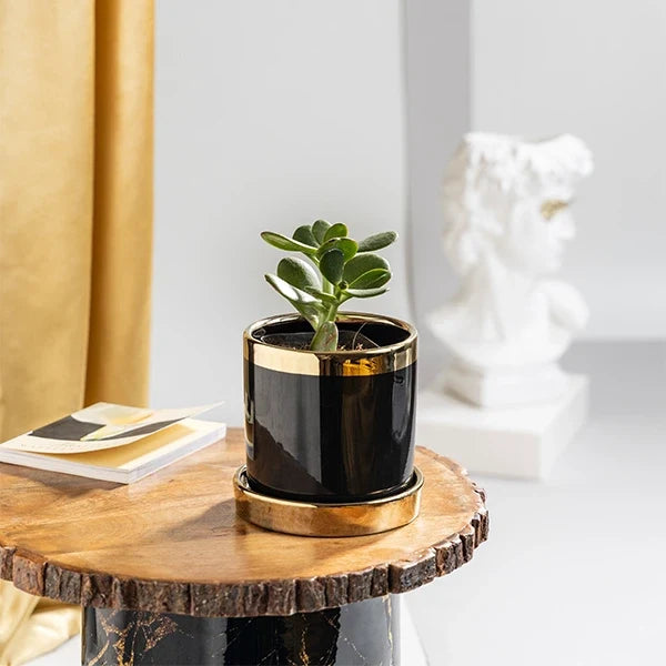 jade plant in black ceramic plant pot front view