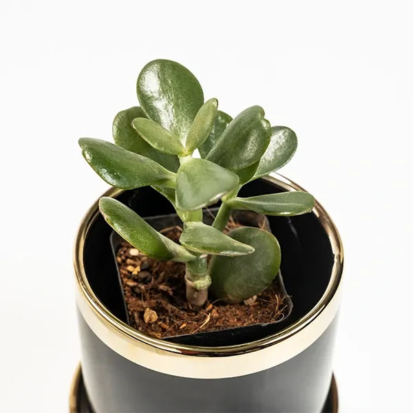 jade plant in black ceramic plant pot top view