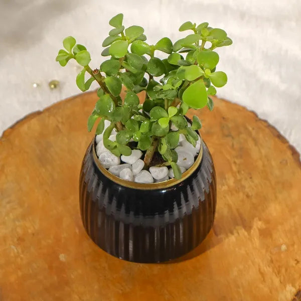 jade plant in black metal pot top view