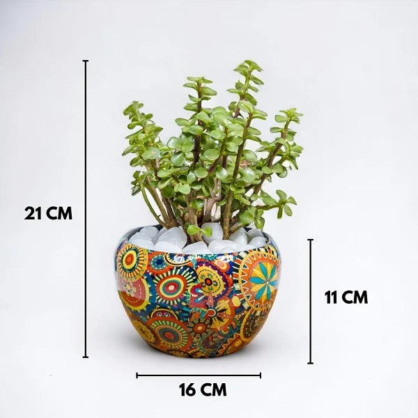 jade plant in designer rajwadi pot dimension view