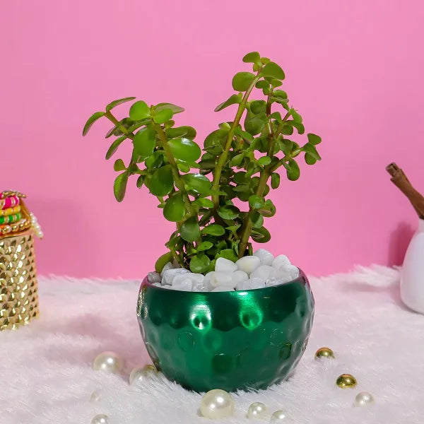 jade plant in green dotted metal pot close up view