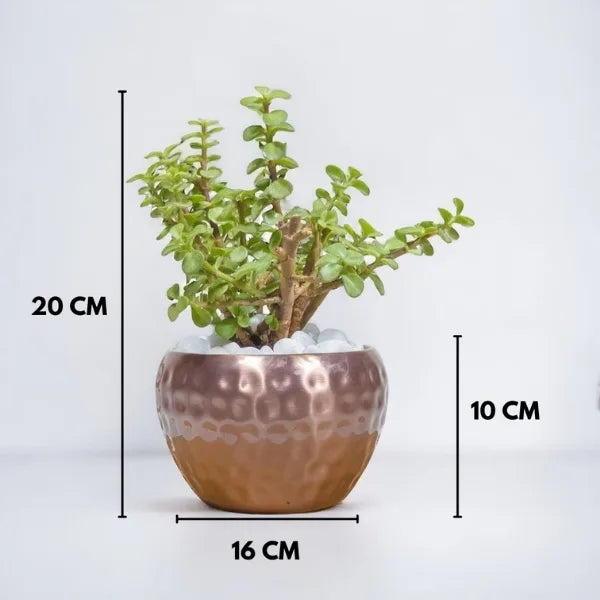 jade plant in metal copper pot dimension view