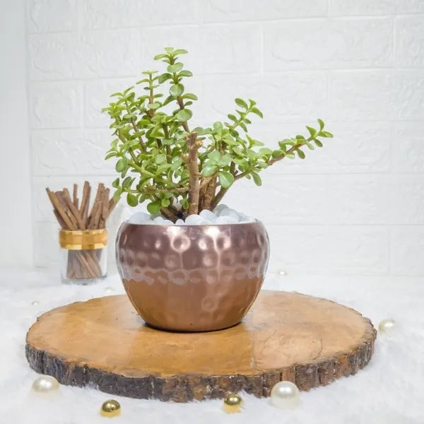 jade plant in metal copper pot front view