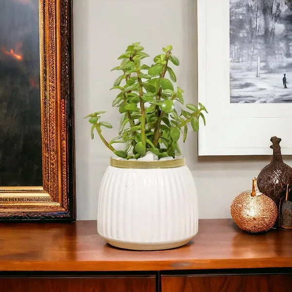 jade plant in white metal pot on a table