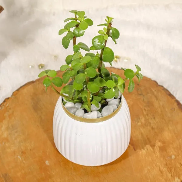jade plant in white metal pot top view