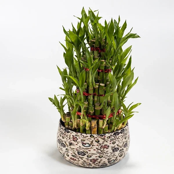 5 layer lucky bamboo plant with floral printed metal plant pot top view 2