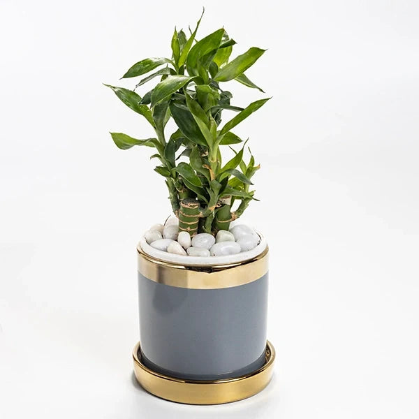 lucky bamboo plant in grey ceramic pot front view 2