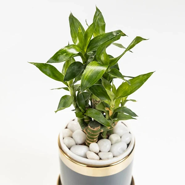 lucky bamboo plant in grey ceramic pot top view
