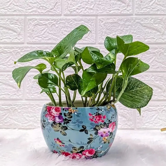 money plant in blue designer printed metal pot front view