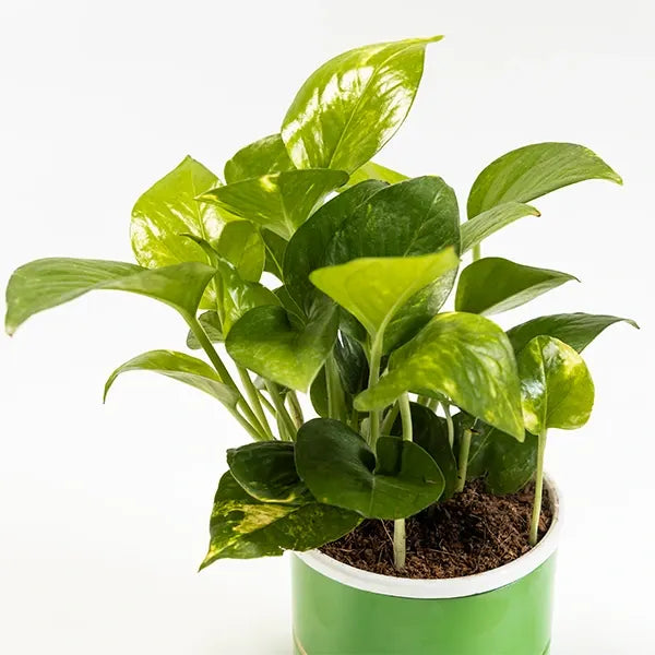 money plant in green metal plant pot closeup view