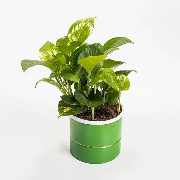 money plant in green metal plant pot top view