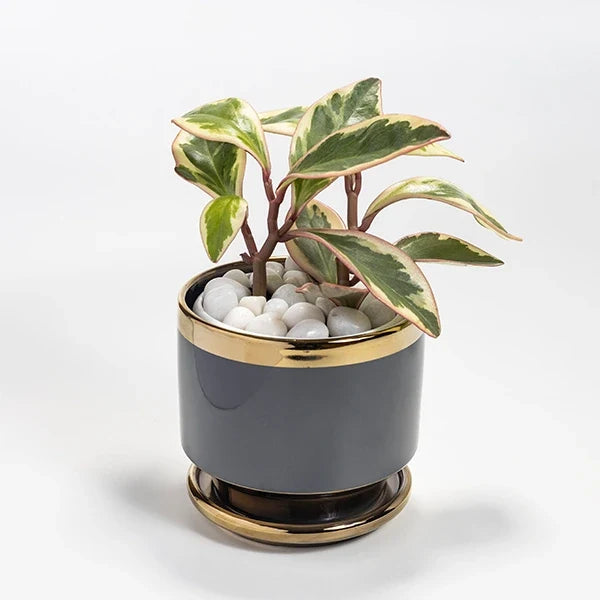 peperomia clusiifolia tricolor plant with grey and gold ceramic pot top view