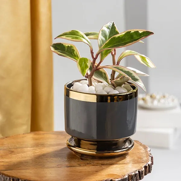peperomia clusiifolia tricolor plant with grey and gold ceramic pot front view