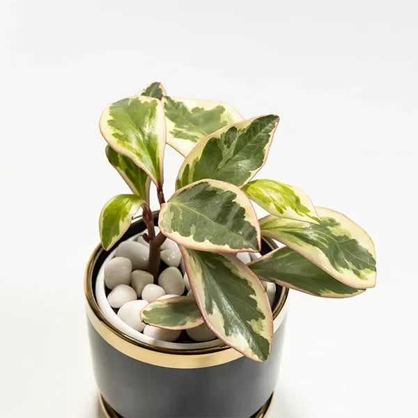 peperomia clusiifolia tricolor plant with grey and gold ceramic pot front view 2