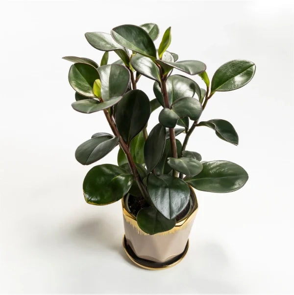 peperomia obtusifolia baby rubber plant with beige ceramic pot top view