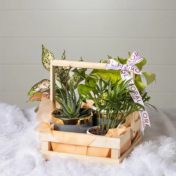 bamboo palm haworthia aglaonema and a golden money plant front view 2