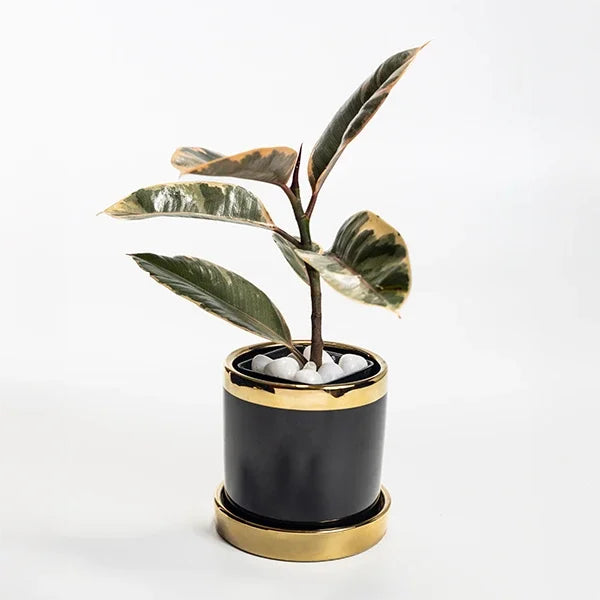 rubber variegated plant in black ceramic pot front view 2
