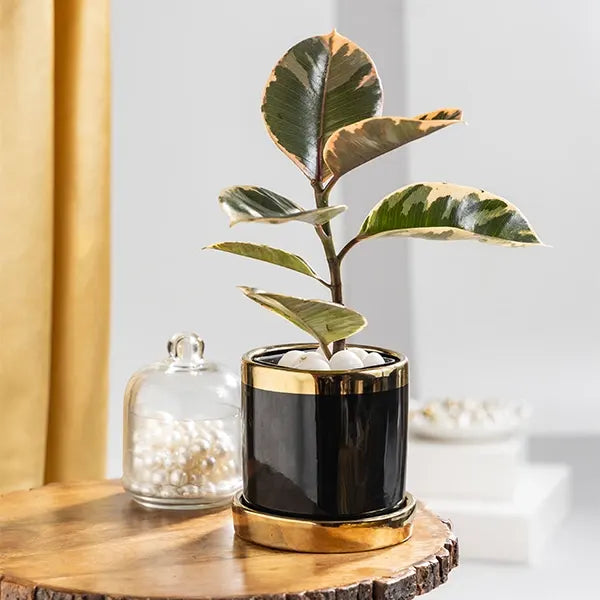 rubber variegated plant in black ceramic pot front view