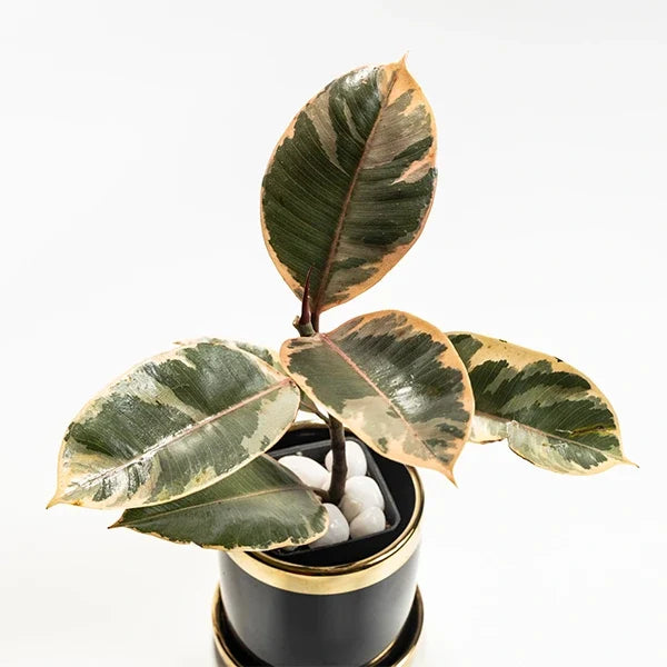 rubber variegated plant in black ceramic pot top view