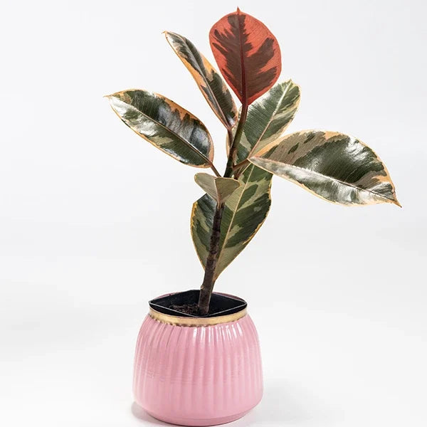 rubber variegated plant in pink metal pot front view 2