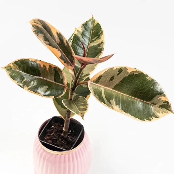 rubber variegated plant in pink metal pot top view