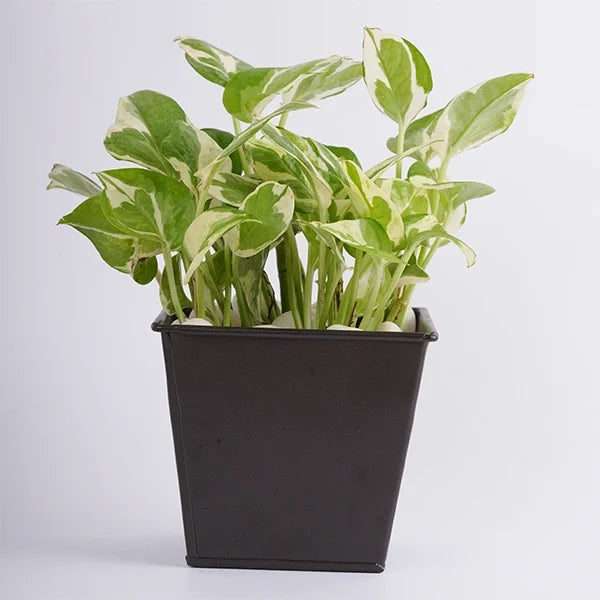 scinapsus plant in a grey metal pot front view 2