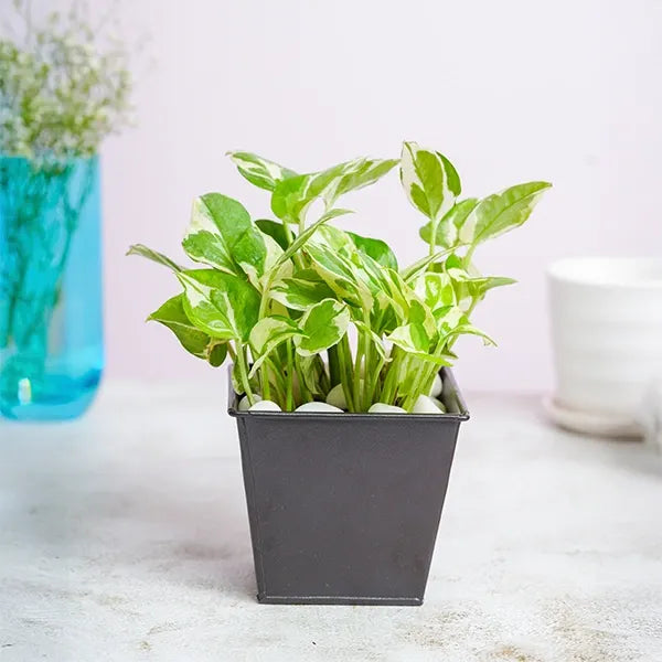 scinapsus plant in a grey metal pot front view