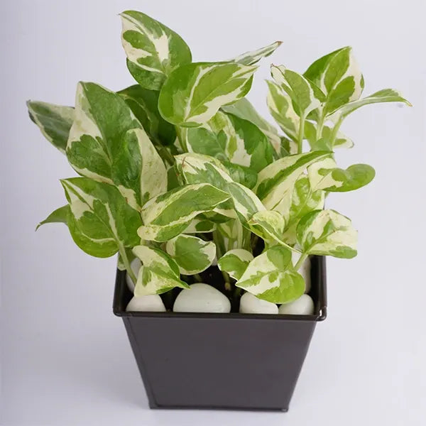 scinapsus plant in a grey metal pot top view