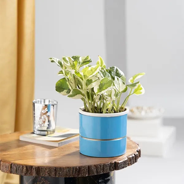 scindapsus money plant in blue metal pot front view