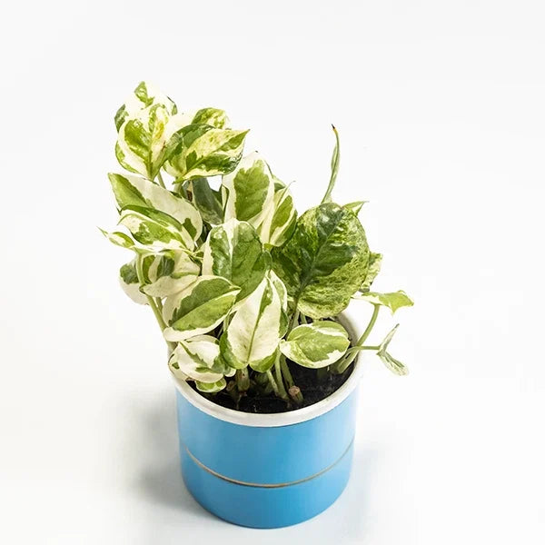 scindapsus money plant in blue metal pot top view