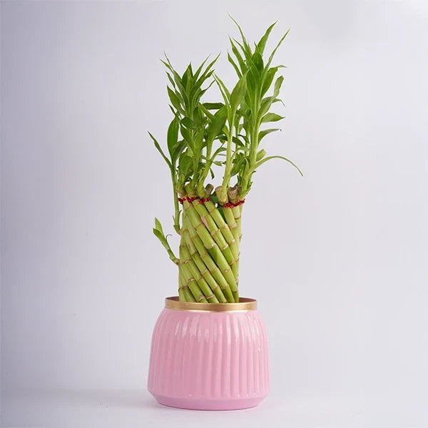spiral lucky bamboo in pink metal pot front view 2