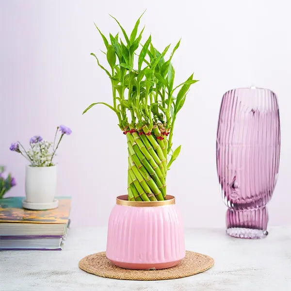 spiral lucky bamboo in pink metal pot front view