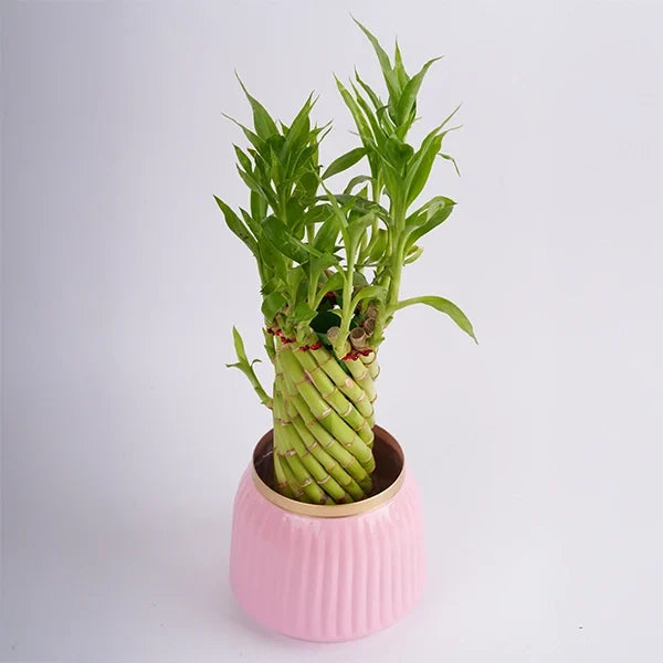 spiral lucky bamboo in pink metal pot top view