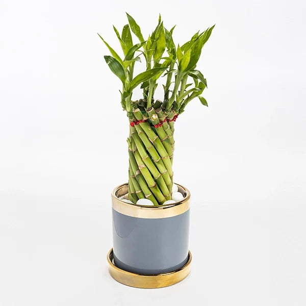 spiral lucky bamboo plant in grey ceramic pot front view 2