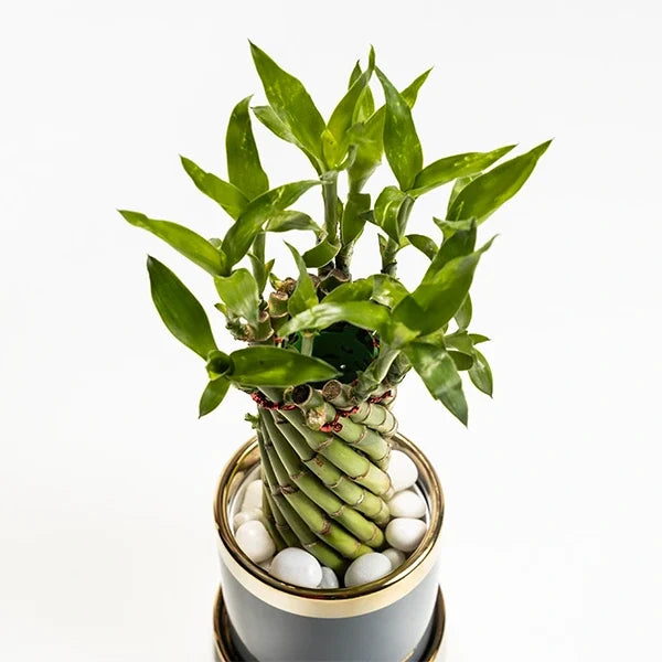 spiral lucky bamboo plant in grey ceramic pot top view