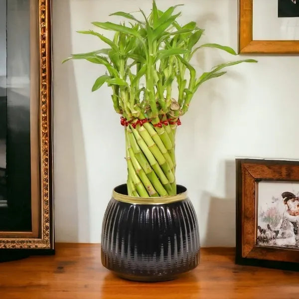 spiral lucky bamboo plant with black metal plant pot front view 2