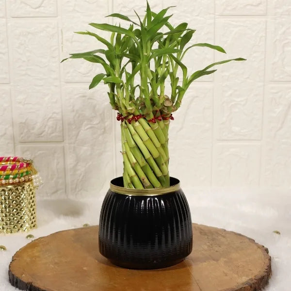 spiral lucky bamboo plant with black metal plant pot front view
