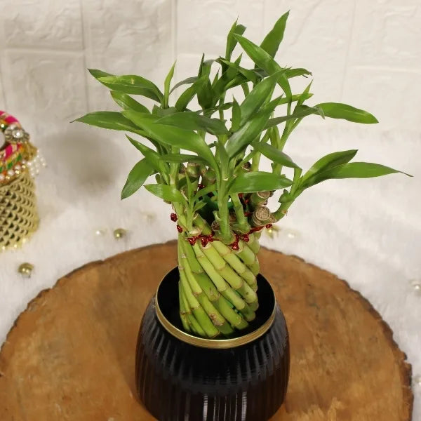 spiral lucky bamboo plant with black metal plant pot top view