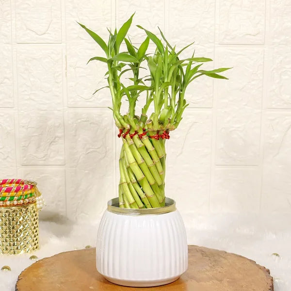 spiral lucky bamboo plant with white metal plant pot front view 2