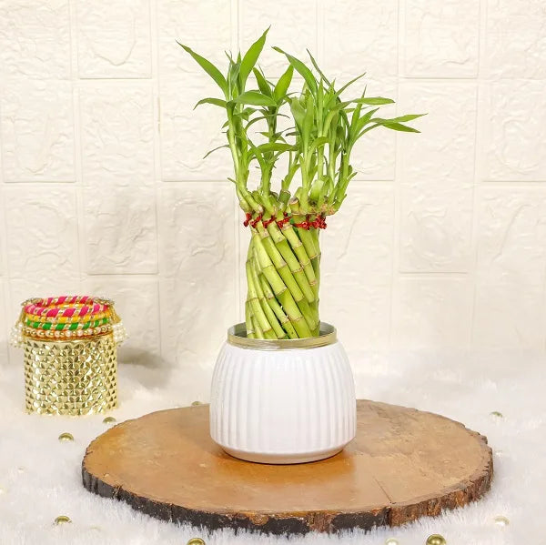spiral lucky bamboo plant with white metal plant pot front view