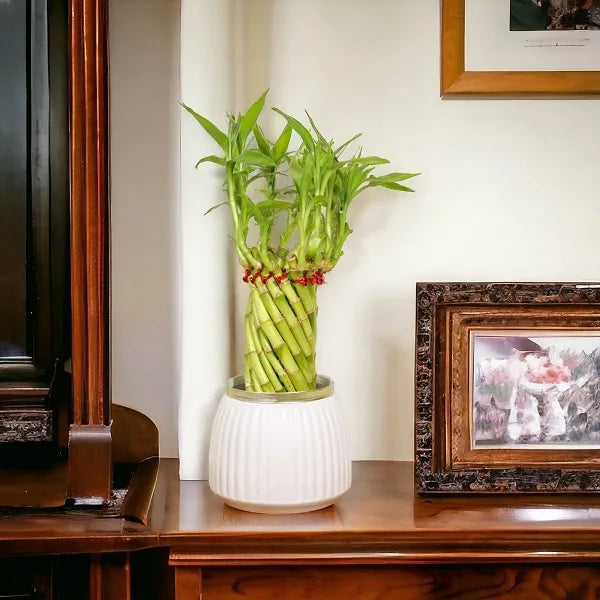 spiral lucky bamboo plant with white metal plant pot on table