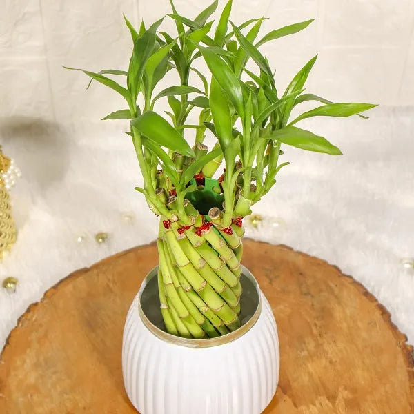 spiral lucky bamboo plant with white metal plant pot top view