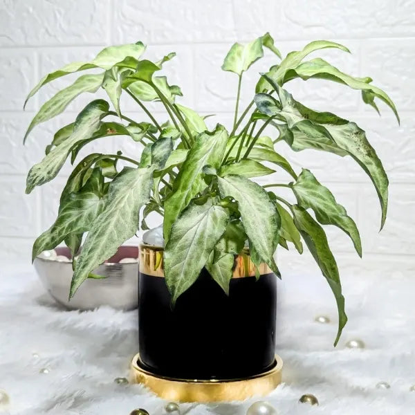 syngonium plant in a black and gold finished ceramic pot front view