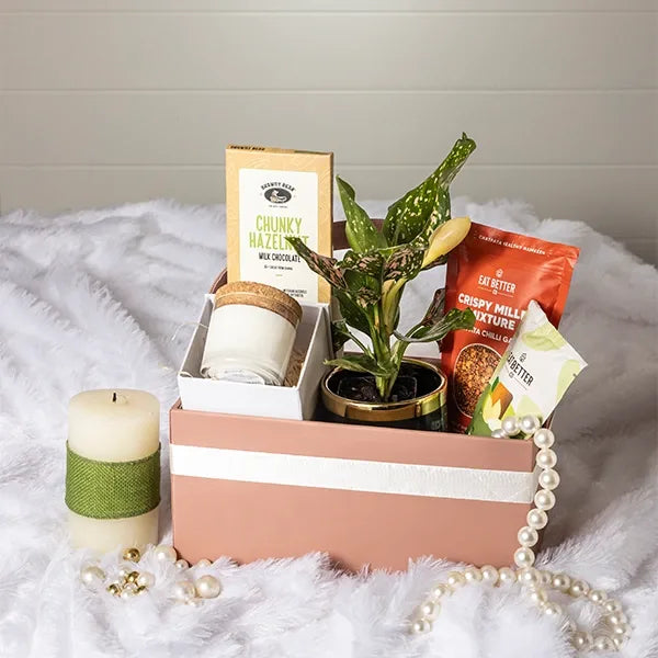 gift hamper of aglaonema rui plant with chocolate front view 2