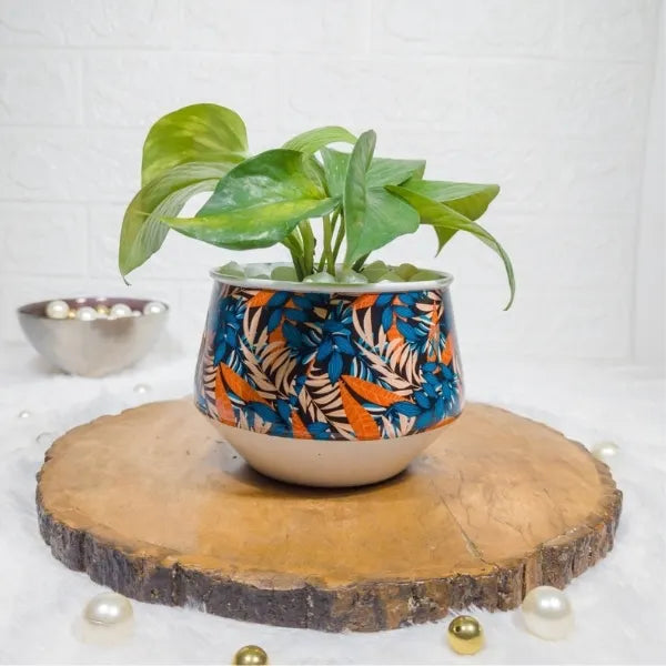 variegated money plant in a printed metal pot front view 2