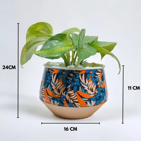 variegated money plant in a printed metal pot with dimension