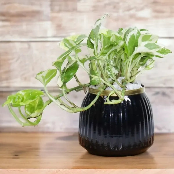 variegated money plant in black metal pot front view
