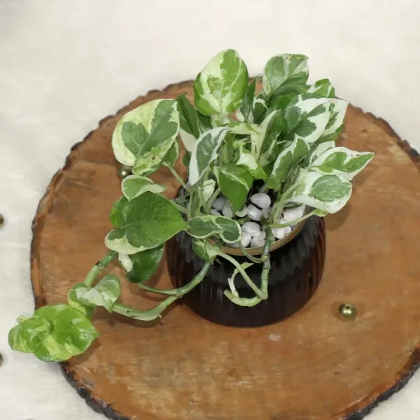 variegated money plant in black metal pot top view 2