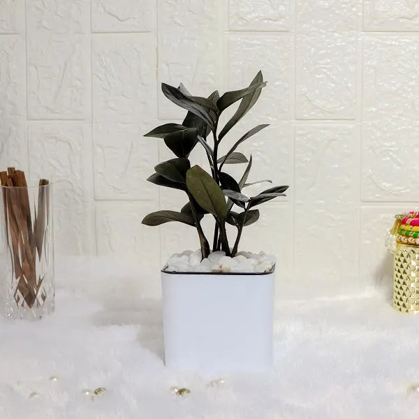 zamia black plant with white plastic pot front view