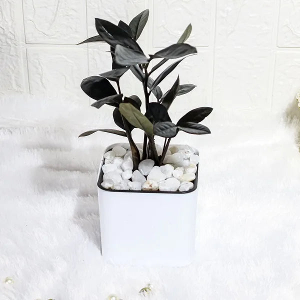 zamia black plant with white plastic pot top view